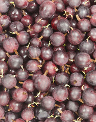 Gooseberry background