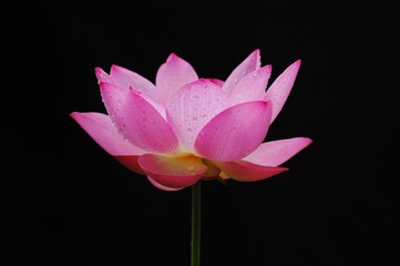 碗蓮の花