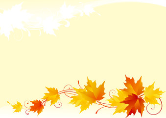 autumn maple background