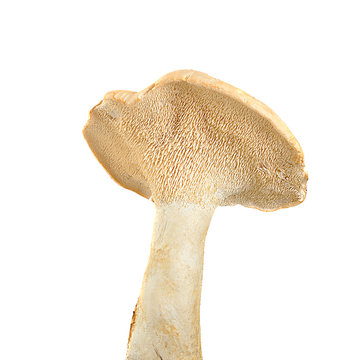 Hedgehog mushroom (Hydnum repandum)