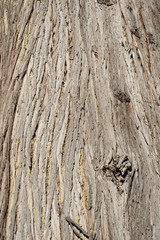 Western Red Cedar - bark
