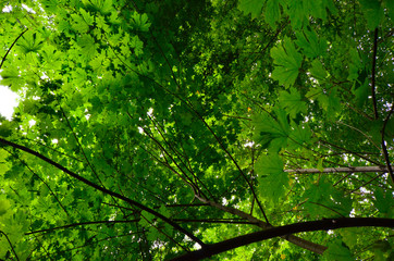 Fototapeta na wymiar Maple Leaf