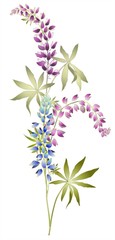 Greeting card with lupine . Illustration lupines.