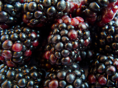 Macro image of blackberry