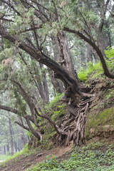 Tree and root