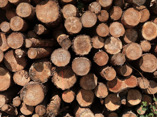 Fototapeta premium Holzstapel