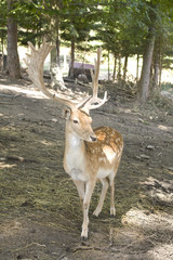 beautiful deer with antlers in the woods