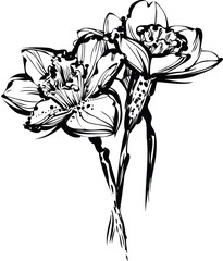 image noir et blanc croquis de trois fleurs de narcisse