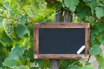 Tafel - Weinrebe