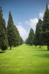 Fototapeta na wymiar trawnik i drzewa w parku