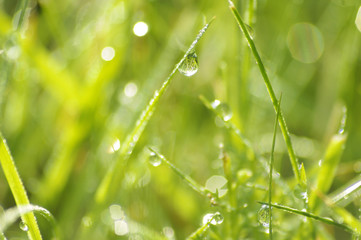 Green grass in a dew