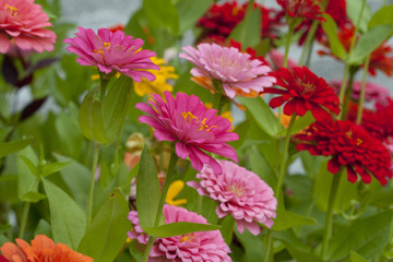 the flower in the garden.