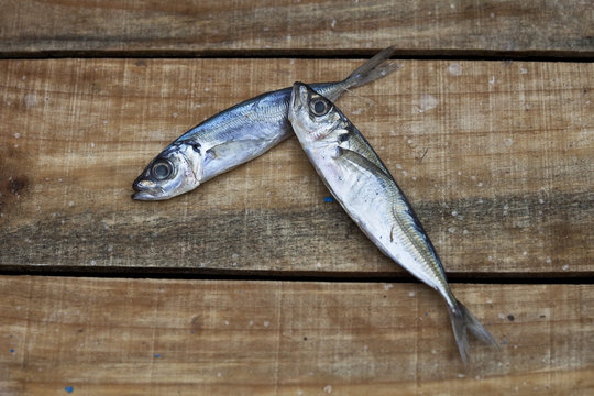 Pesca