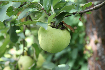 Pomme
