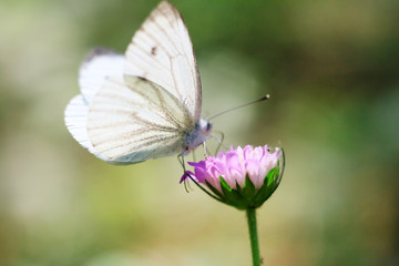 Butterfly landing on flower