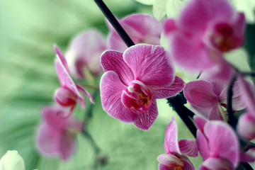 Beautiful orchid flowers