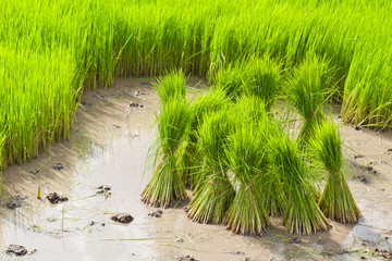Agriculture, Sprout Thai Rice field