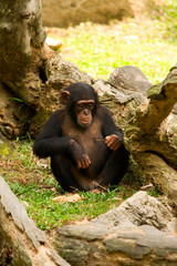 Young Chimp