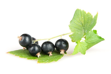 blackcurrant