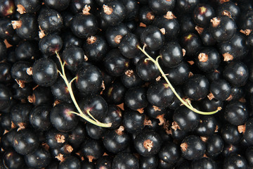blackcurrant