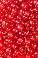 redcurrant