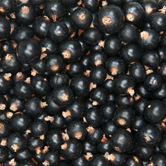 blackcurrant