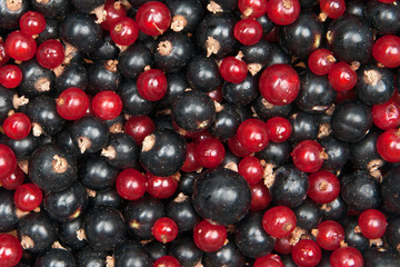 redcurrant and  blackcurrant