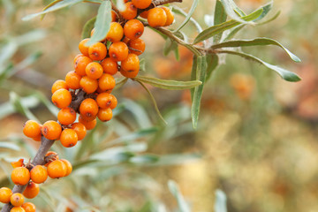 sea-buckthorn