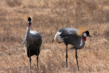 Deux grues couronnées
