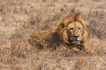 Un lion nous regarde