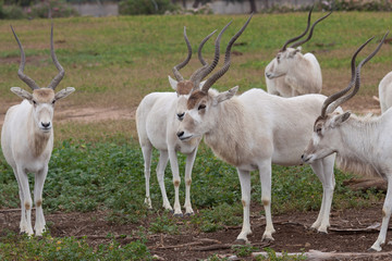 Addax nasomaculatus