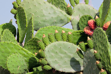 Blooming cactuses