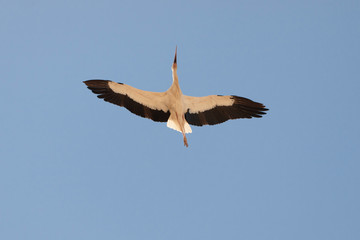 Stork