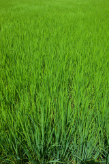 farm[paddy_field]_33