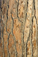 Stone-pine, background