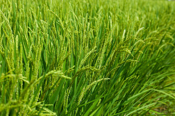 farm[paddy_field]_50