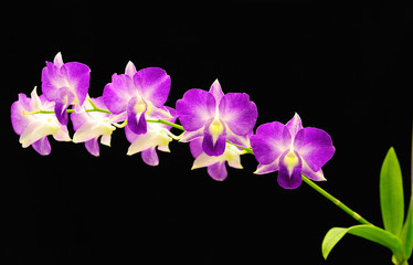 Fototapeta na wymiar Beautiful Orchid