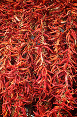 Fototapeta premium Chilischoten