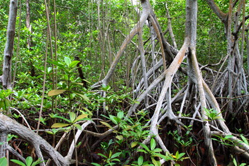 Obraz premium Mangrove forest