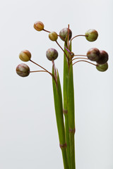 flower[annual_blue-eyed_grass]seed_011