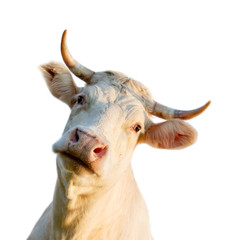 Cow portrait, isolated on white background