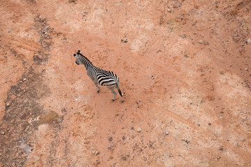 Zebra in the bird eye's views
