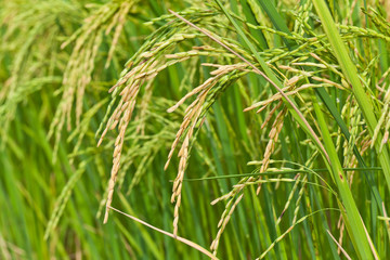 Fototapeta na wymiar Paddy rice in field, Thailand