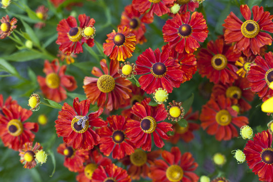 Kokardenblumen #2