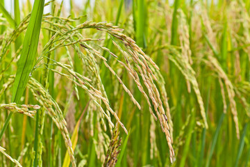 Agriculture, Paddy rice in field, Thailand