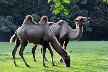 Fototapeta premium Kamele im Abendlicht