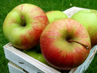 Elstar, eine aromatische Apfelsorte