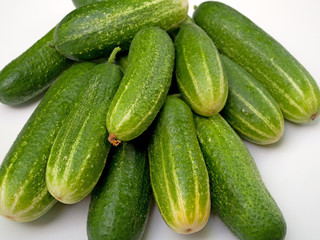 Gurken - Cucumis sativus