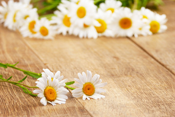 Obraz premium Fresh chamomile flowers