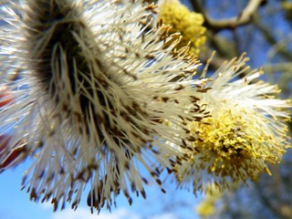 Blumen im Frühling